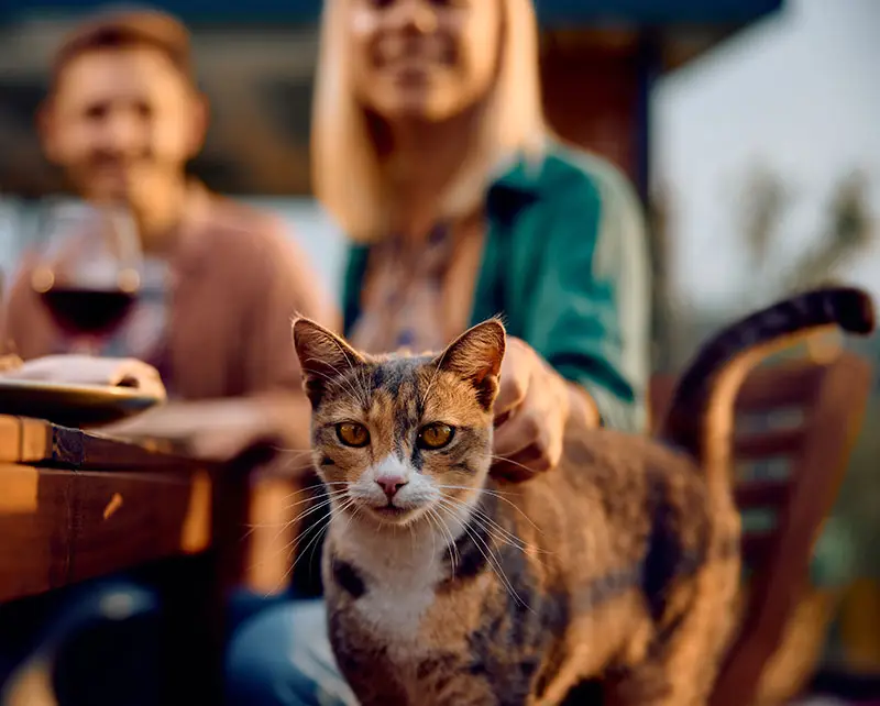Tendances des animaux de compagnie | Pitou Minou & Compagnons
