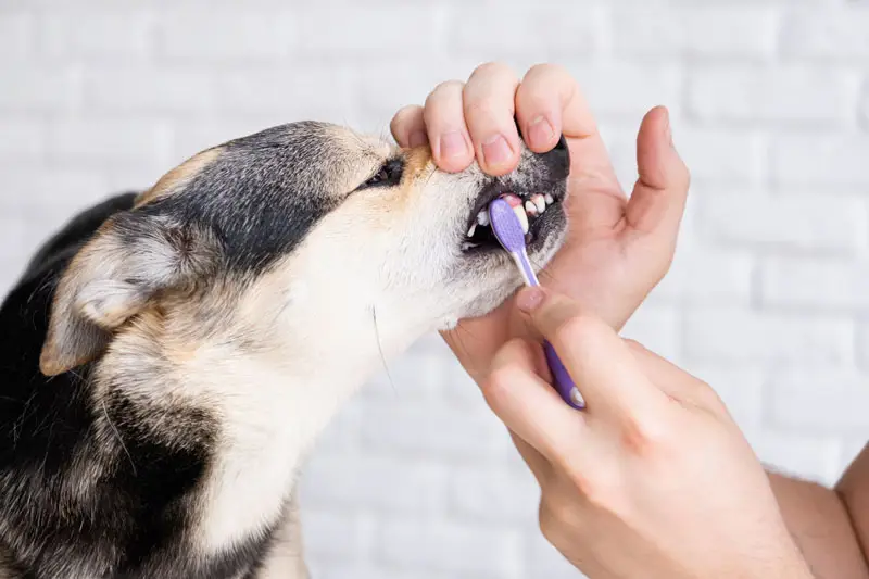 chien utilisant produits dentaires pour animaux | Pitou Minou & Compagnons