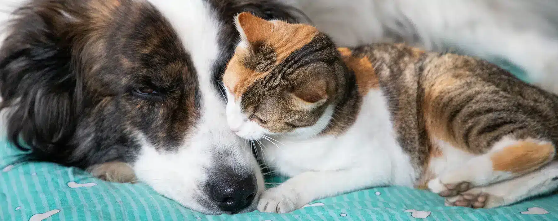 chien et chat utilisant produits dentaires pour animaux | Pitou Minou & Compagnons