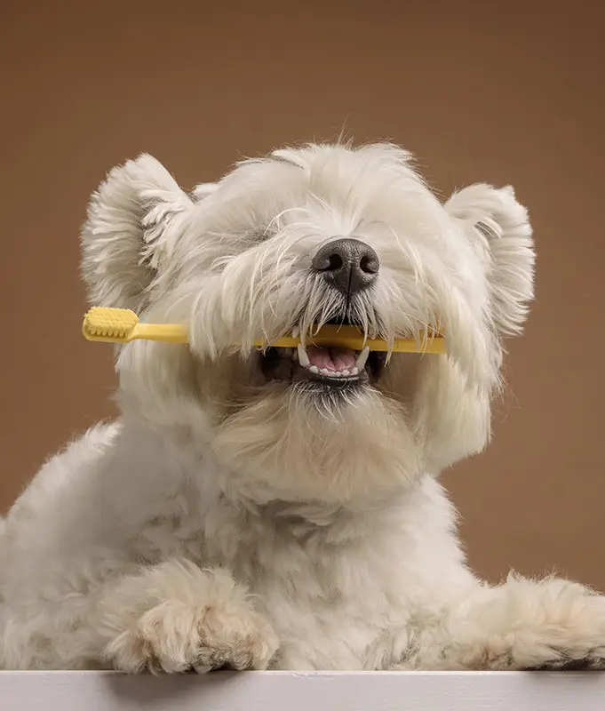 chien avec brosse à dent utilisant produits dentaires pour animaux | Pitou Minou & Compagnons