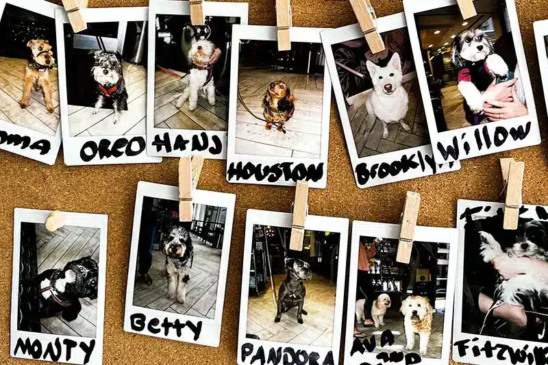 dog name examples | Pitou Minou & Compagnons