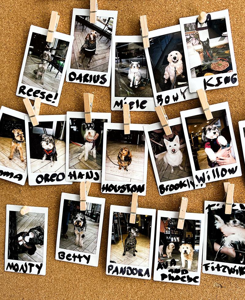 Exemples de nom de chien | Pitou Minou & Compagnons