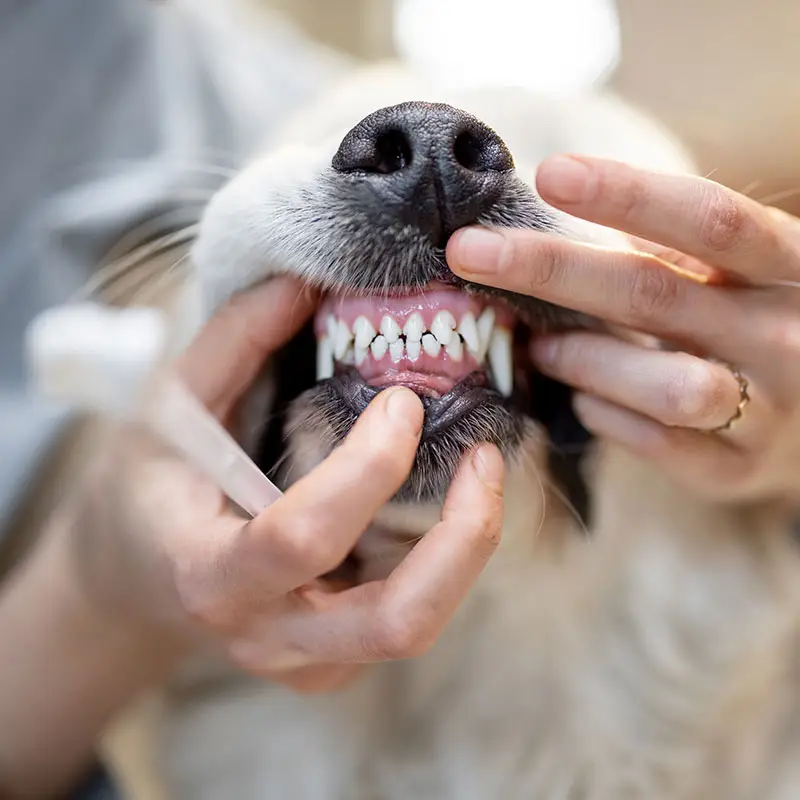 chien utilisant produits dentaires pour animaux | Pitou Minou & Compagnons