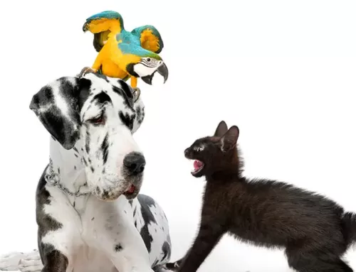 Pet trends in 2025