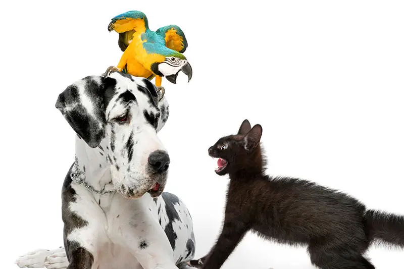 Tendances des animaux de compagnie | Pitou Minou & Compagnons