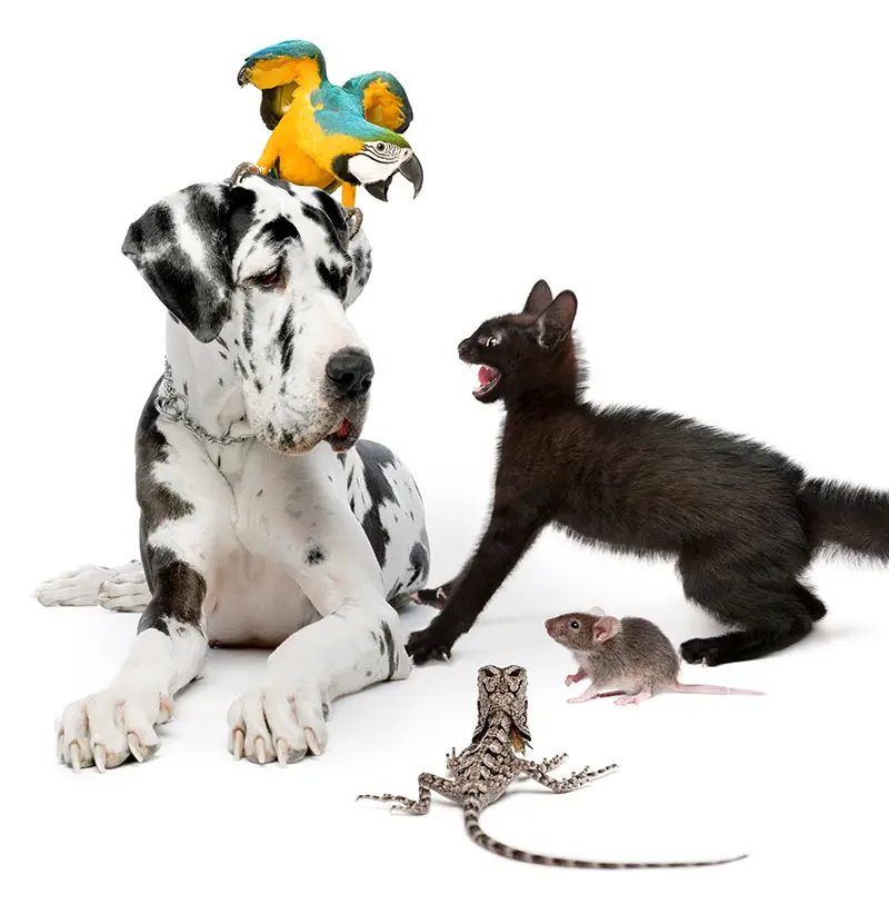Tendances des animaux de compagnie | Pitou Minou & Compagnons