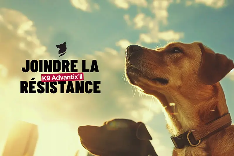 Chiens traités avec K9 Advantix II | Pitou Minou & Compagnons