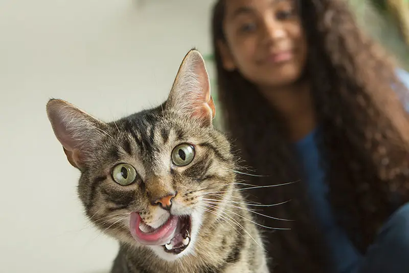 chat utilisant produits dentaires pour animaux | Pitou Minou & Compagnons