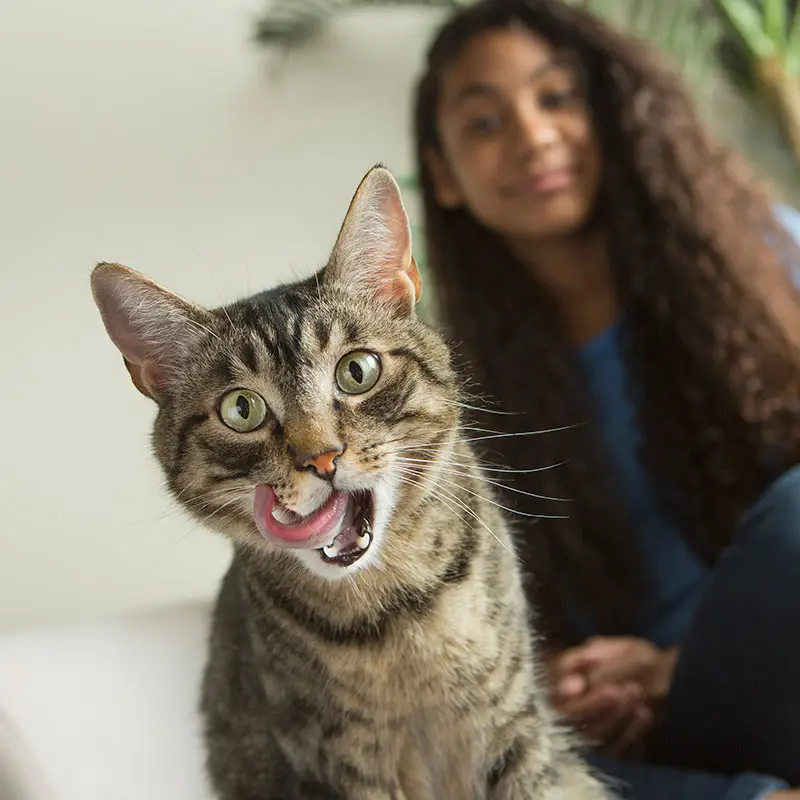 chat utilisant produits dentaires pour animaux | Pitou Minou & Compagnons