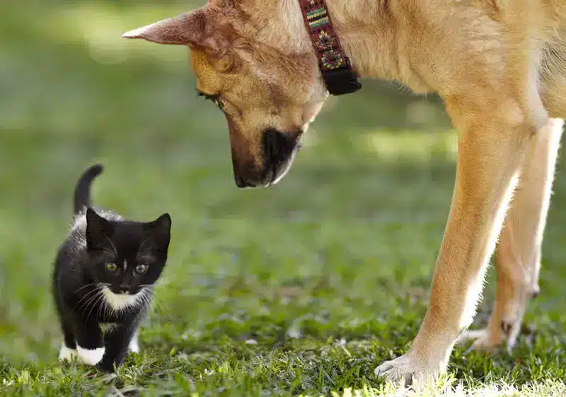 Chien traité avec K9 Advantix II | Pitou Minou & Compagnons