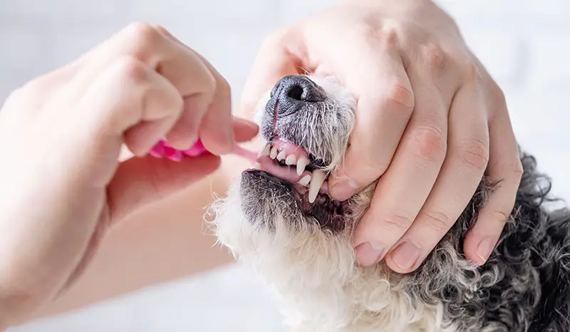 chien utilisant produits dentaires pour animaux | Pitou Minou & Compagnons