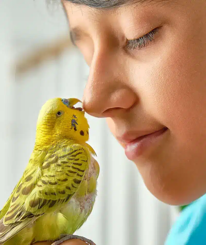 Tendances des animaux de compagnie | Pitou Minou & Compagnons