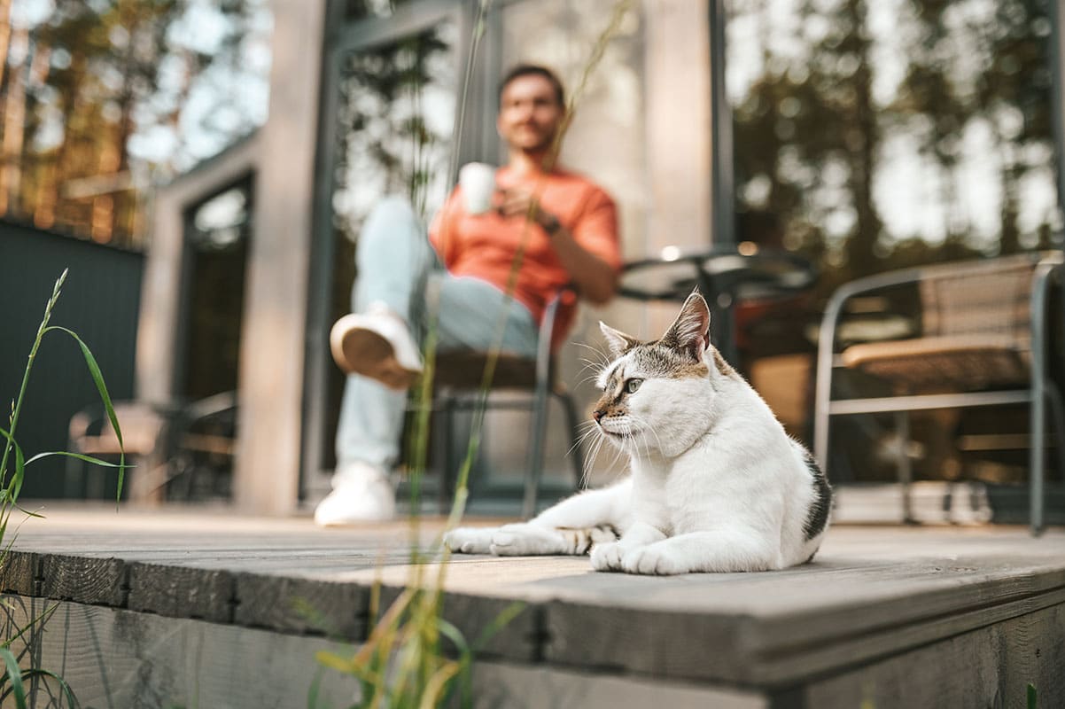 Comment retrouver son chat dehors | Pitou Minou & Compagnons