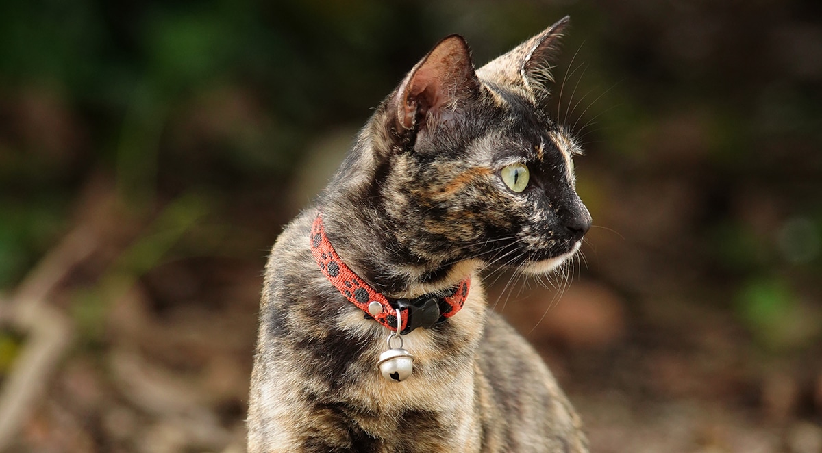 Comment retrouver son chat dehors | Pitou Minou & Compagnons