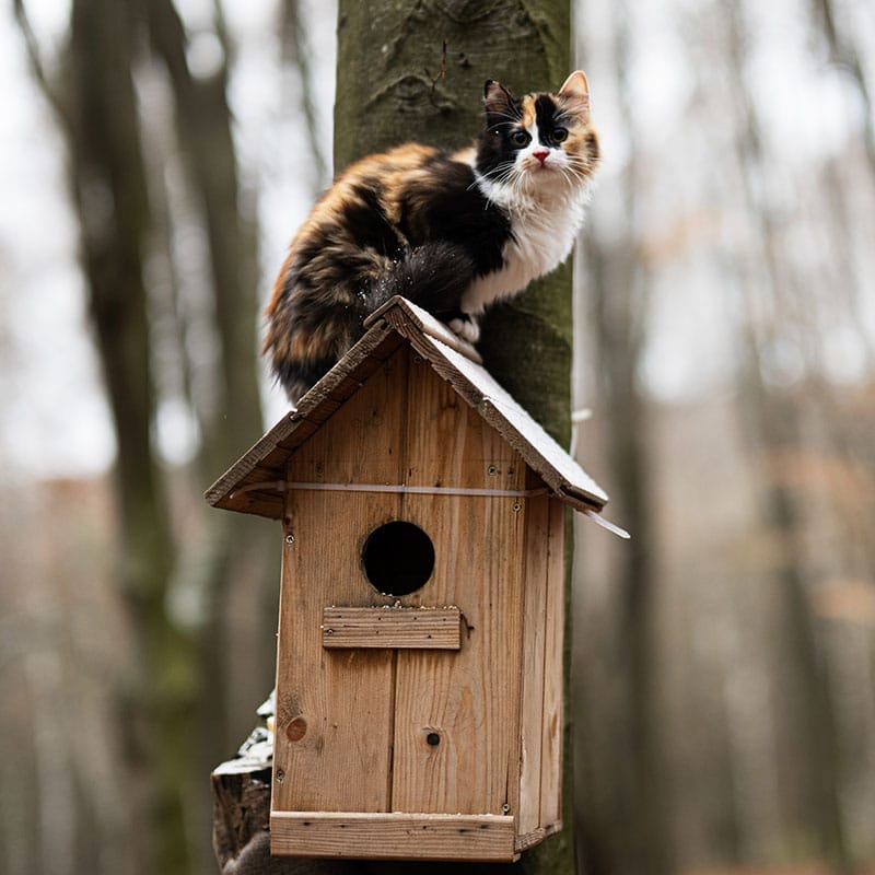Comment retrouver son chat dehors | Pitou Minou & Compagnons