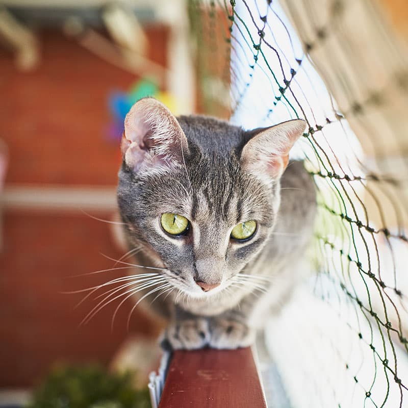 Comment retrouver son chat dehors | Pitou Minou & Compagnons