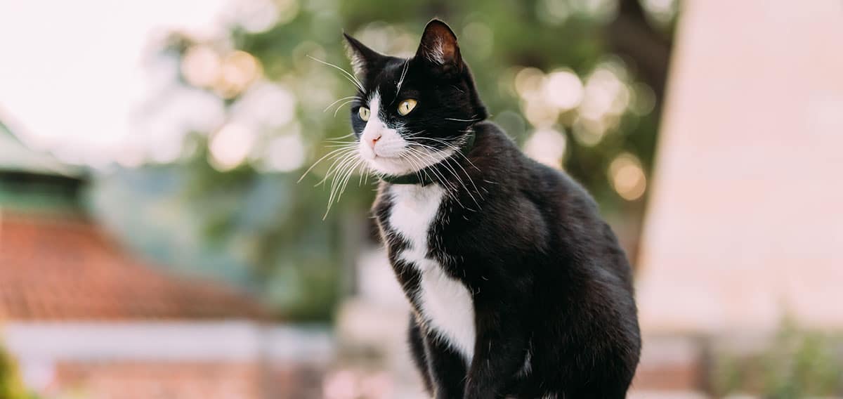 Comment retrouver son chat dehors | Pitou Minou & Compagnons