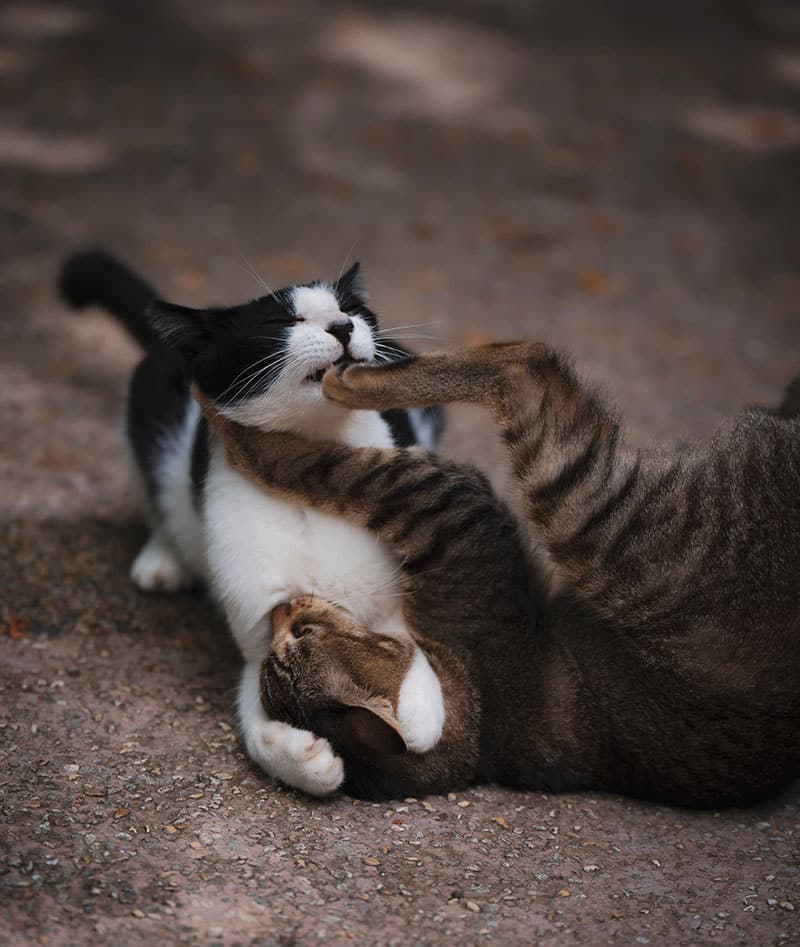 Comment retrouver son chat dehors | Pitou Minou & Compagnons