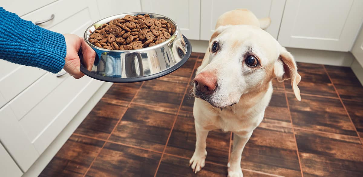 Acheter votre nourriture animal en boutique est ce que ce chien préfère | Pitou Minou & Compagnons