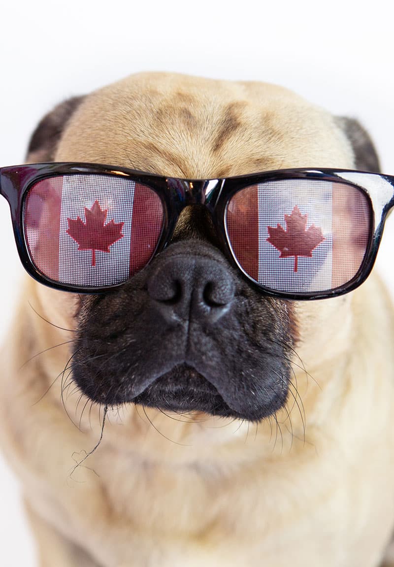 Chien avec lunettes Canada afin d'acheter votre nourriture animal en boutique | Pitou Minou & Compagnons