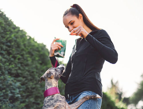 Acheter votre nourriture animal en boutique
