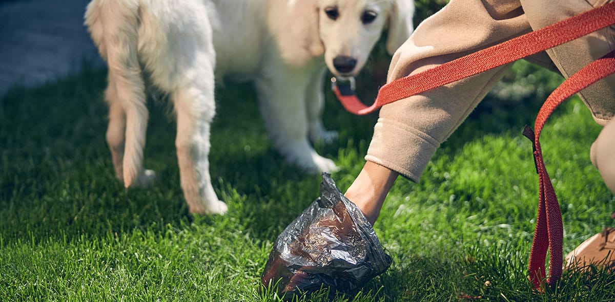 Ramassage de crottes de chien | Pitou Minou & Compagnons