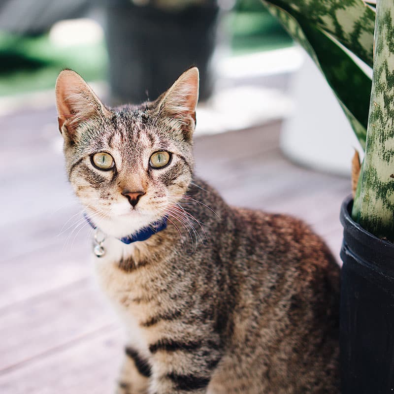 Comment retrouver son chat dehors | Pitou Minou & Compagnons