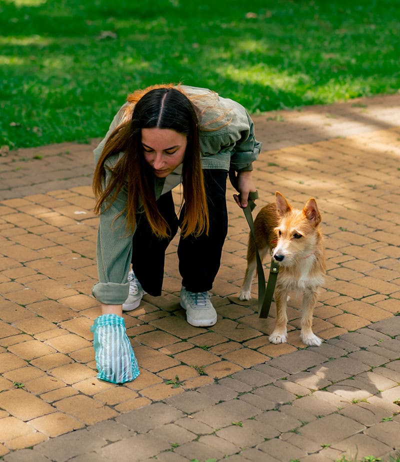Ramassage de crottes de chien | Pitou Minou & Compagnons