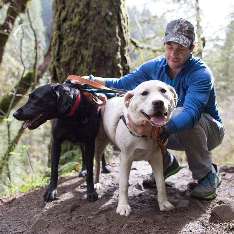 Exemple de comment voyager avec son chien au Québec | Pitou Minou & Compagnons