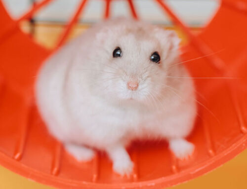 Hamster à l’horizon!