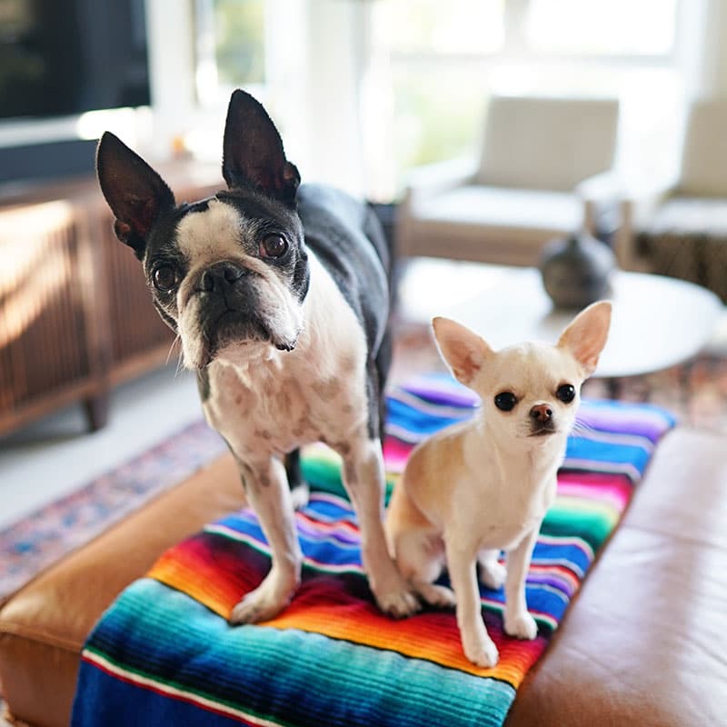 Deux chiens en pension canine | Pitou Minou & Compagnons