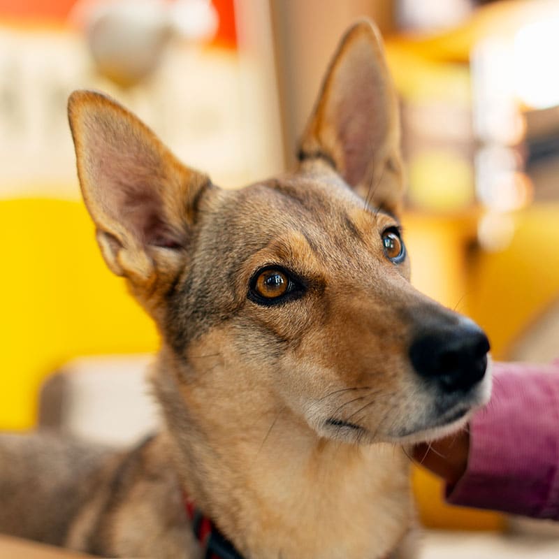 Chien en pension canine | Pitou Minou & Compagnons
