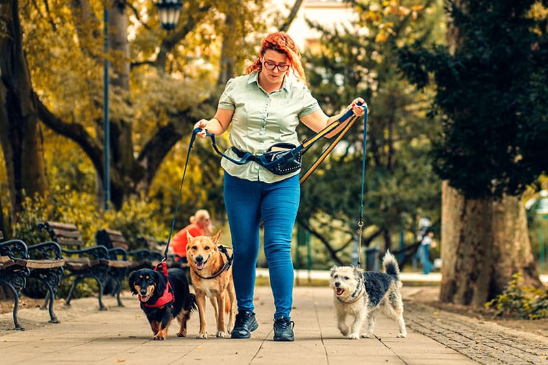 Marcheuse de chiens pour pension canine | Pitou Minou & Compagnons