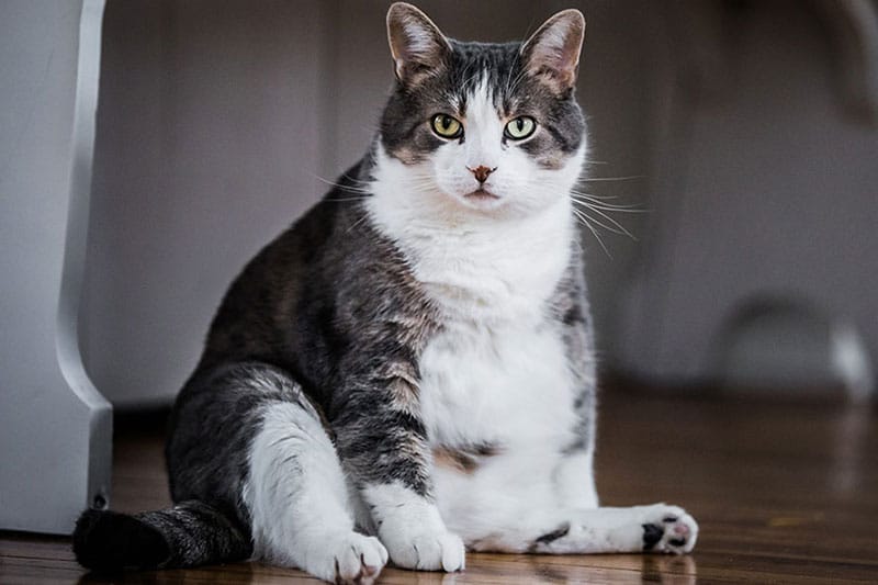 Chat obèse | Pitou Minou & Compagnons