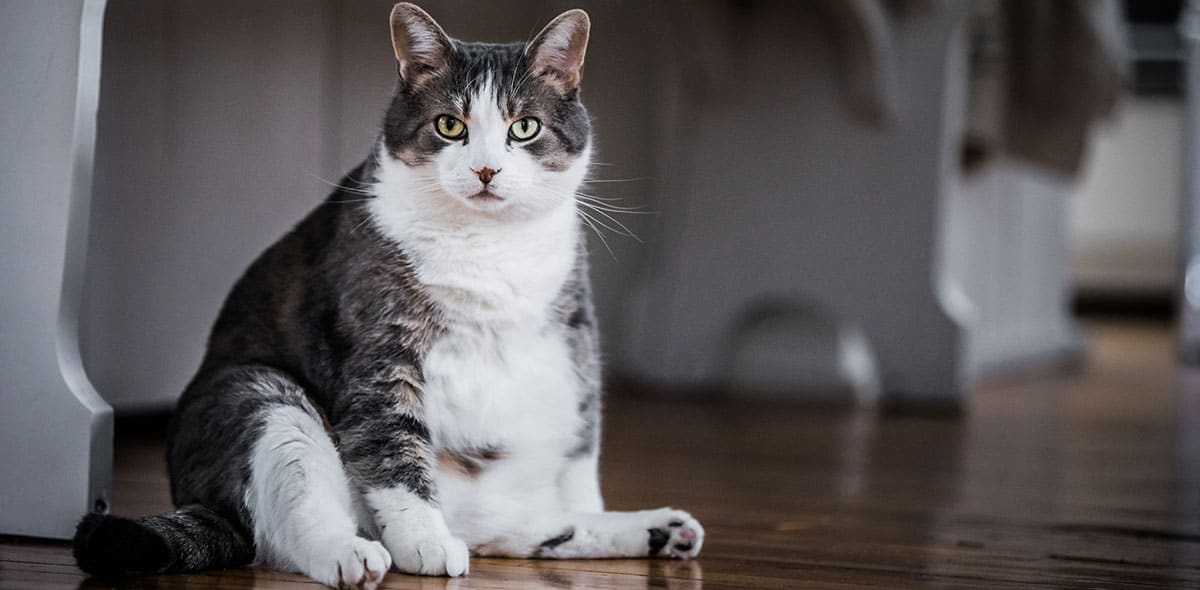 Chat obèse | Pitou Minou & Compagnons