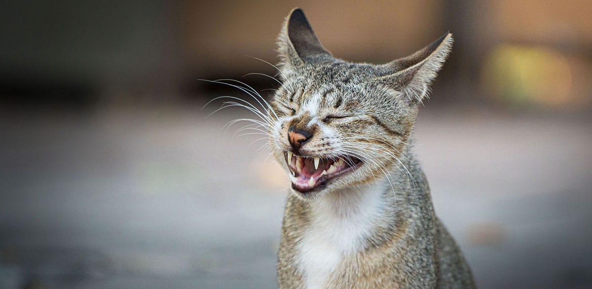 Allergies saisonnières chien et chat | Pitou Minou & Compagnons