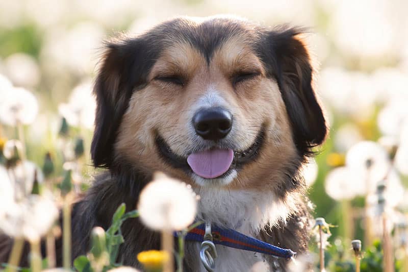 Allergies saisonnières chien et chat | Pitou Minou & Compagnons
