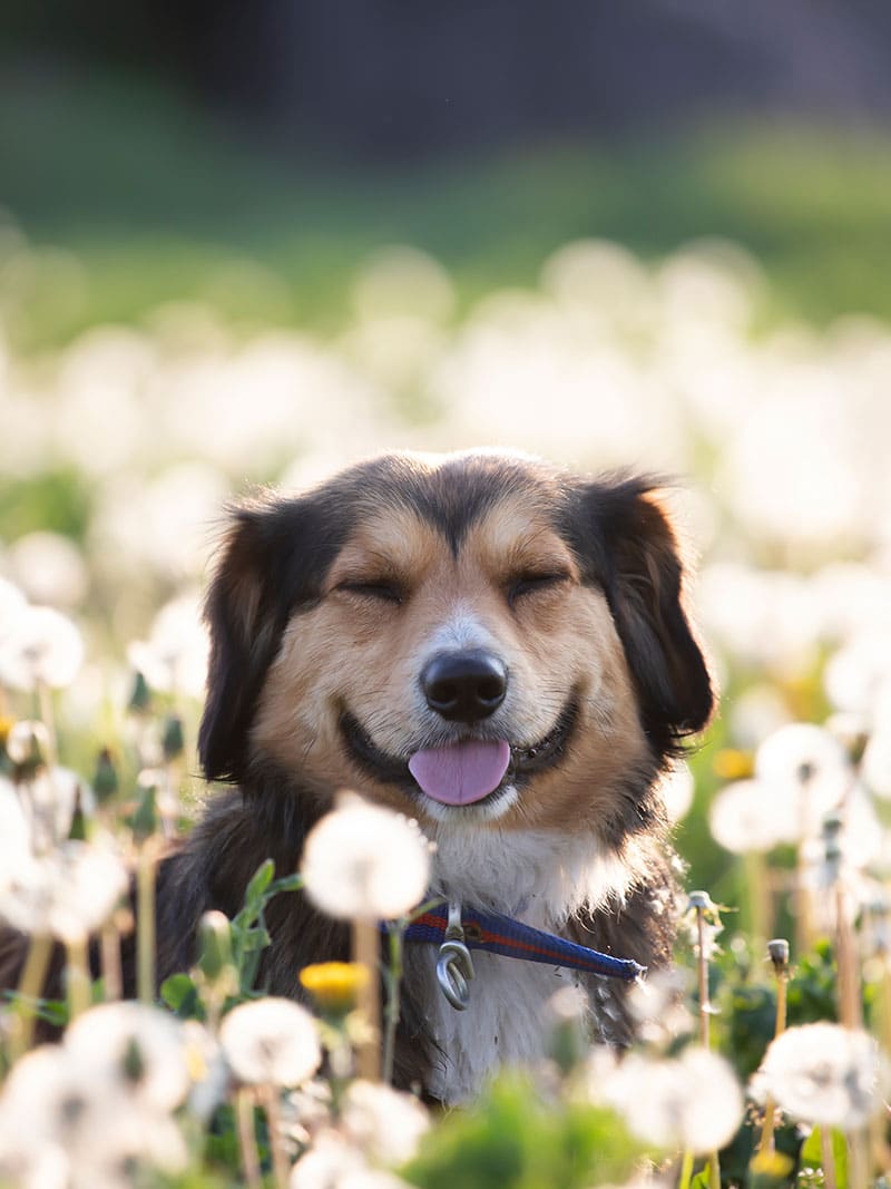Allergies saisonnières chien et chat | Pitou Minou & Compagnons
