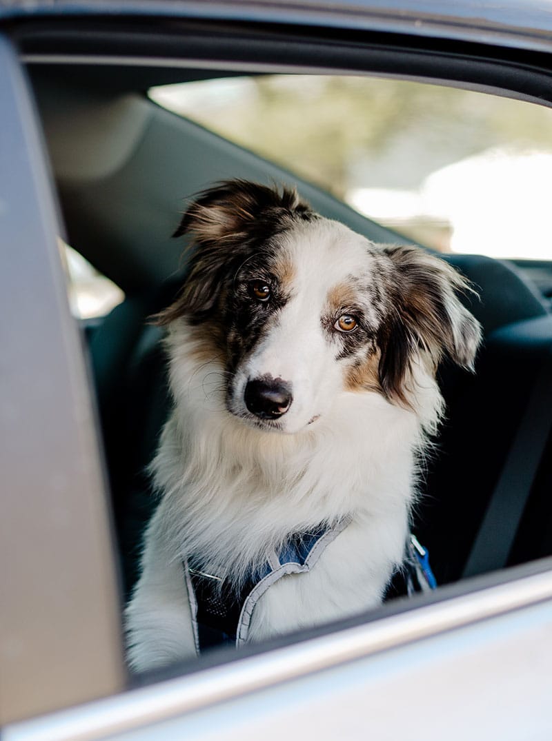 Anxiété de votre chien en voiture | Pitou Minou & Compagnons