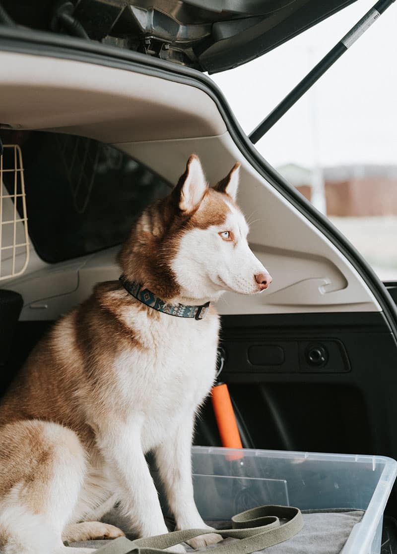 Anxiété de votre chien en voiture | Pitou Minou & Compagnons