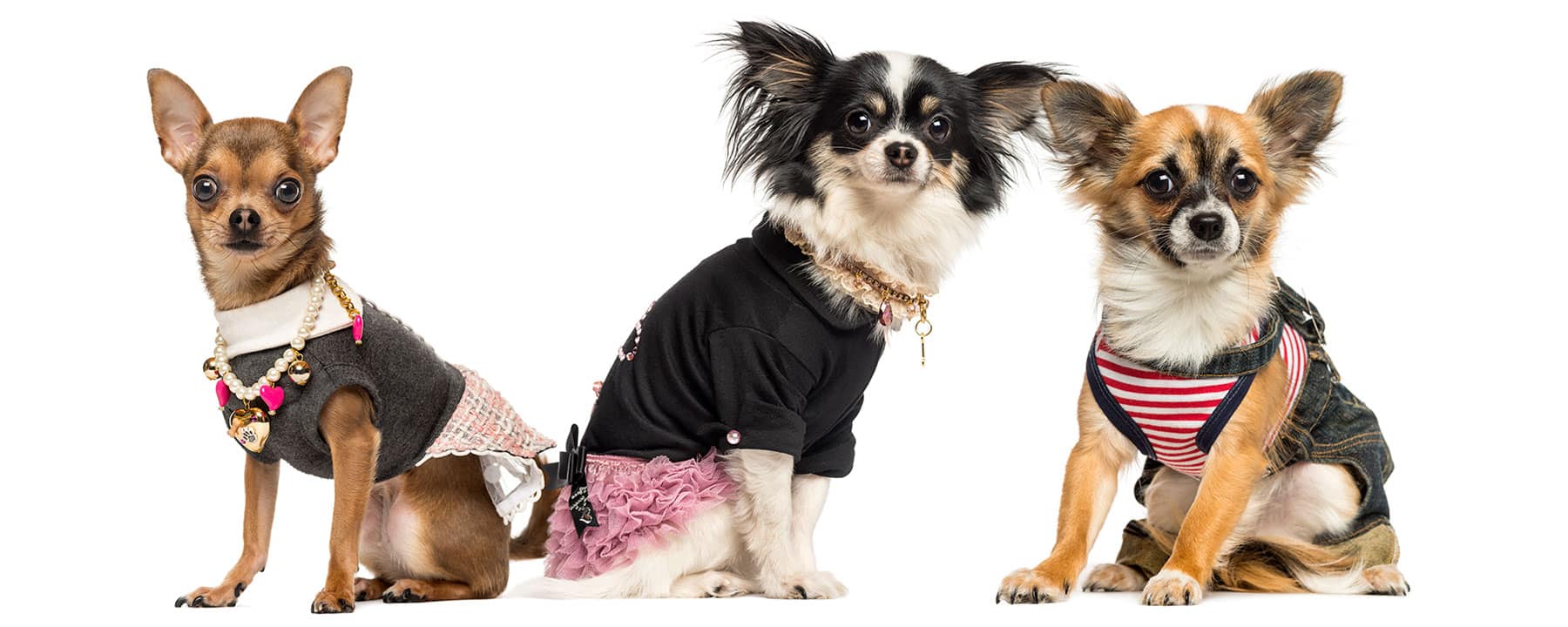 Choisir une race de chien | Pitou Minou & Compagnons