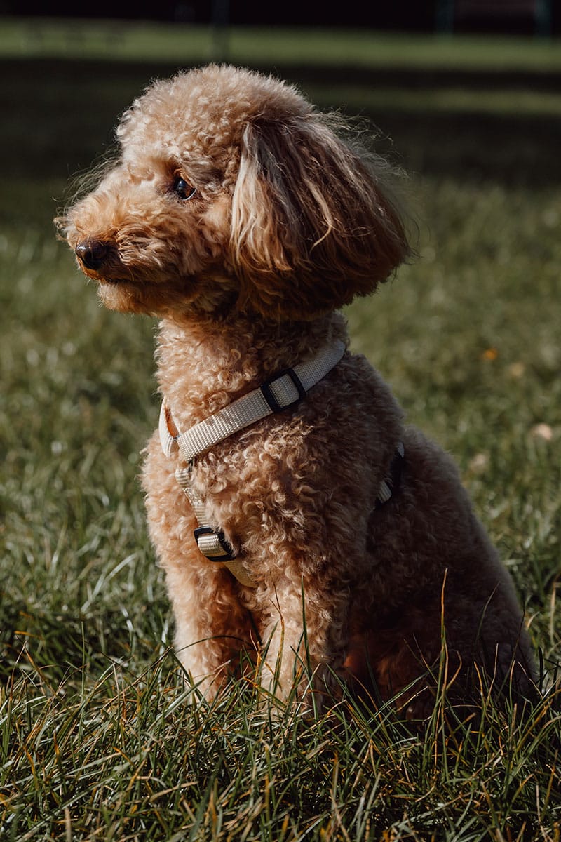 Choisir une race de chien | Pitou Minou & Compagnons