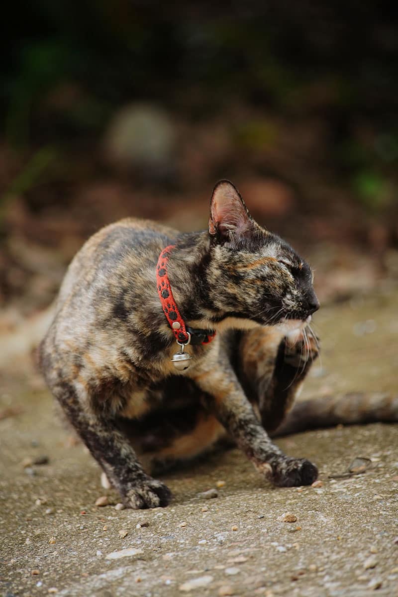 Allergies saisonnières chien et chat | Pitou Minou & Compagnons