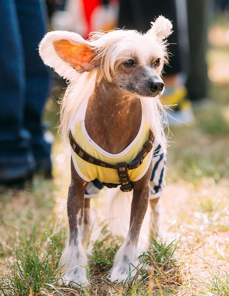 Choisir une race de chien | Pitou Minou & Compagnons