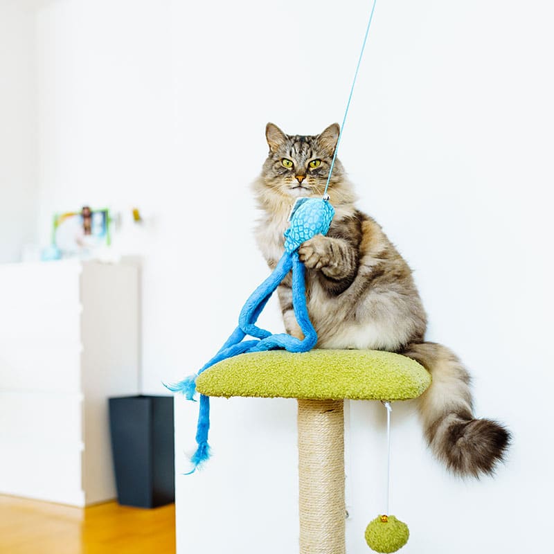 Chat obèse | Pitou Minou & Compagnons