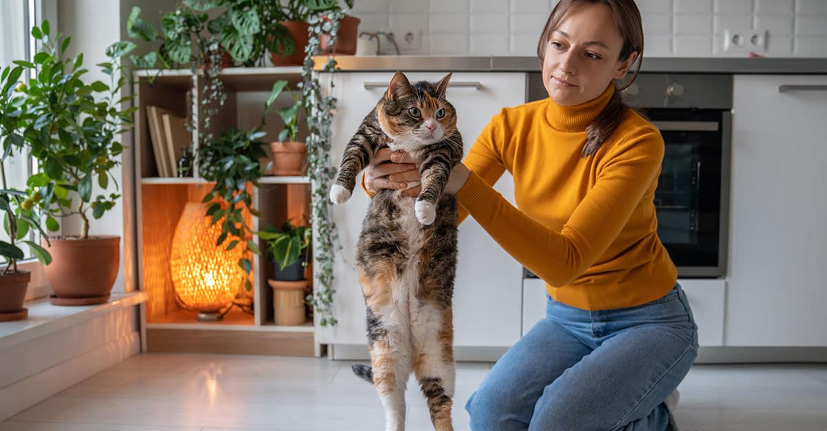 Chat obèse | Pitou Minou & Compagnons