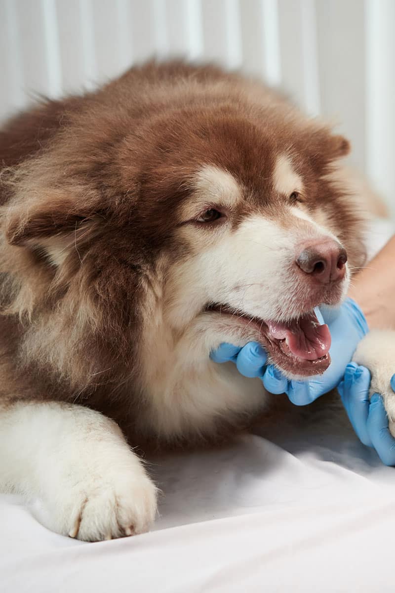Allergies saisonnières chien et chat | Pitou Minou & Compagnons