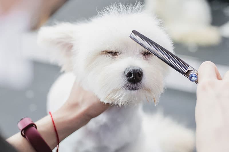 Choisir une race de chien | Pitou Minou & Compagnons