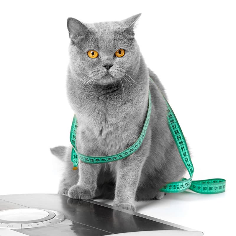 Chat obèse | Pitou Minou & Compagnons