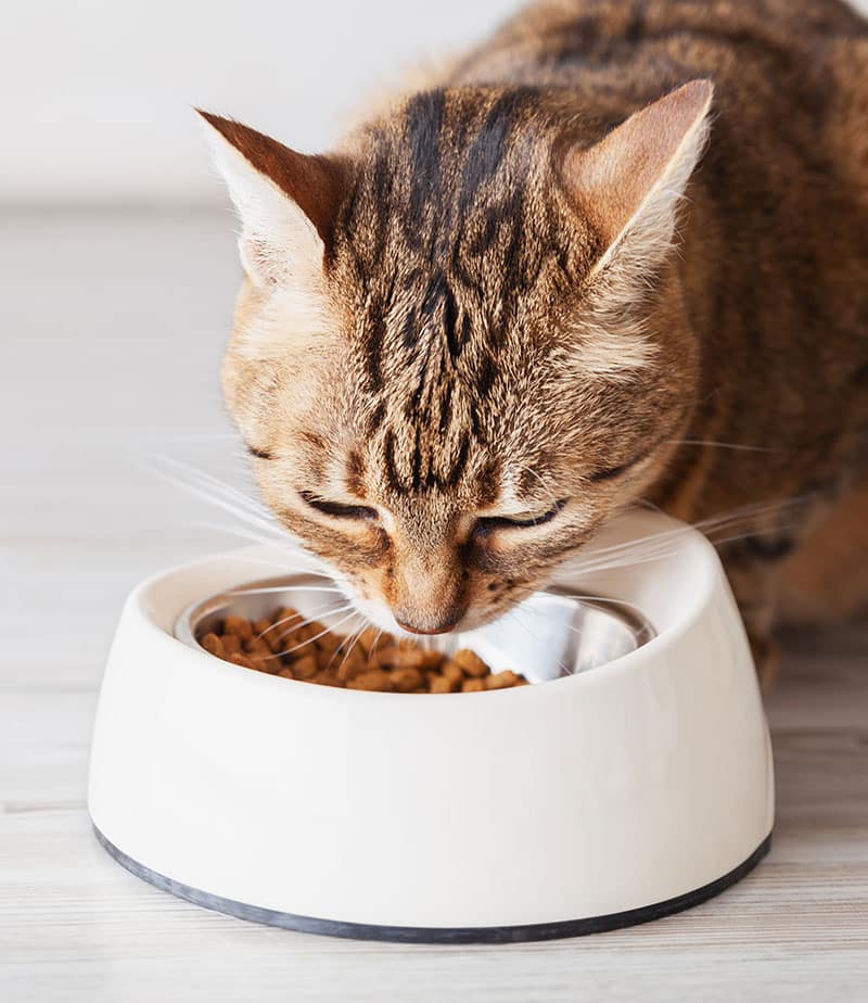 Chat obèse | Pitou Minou & Compagnons